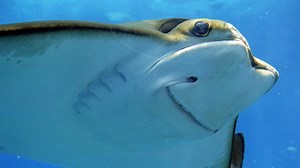 Cownose rays invade the Jersey Shore