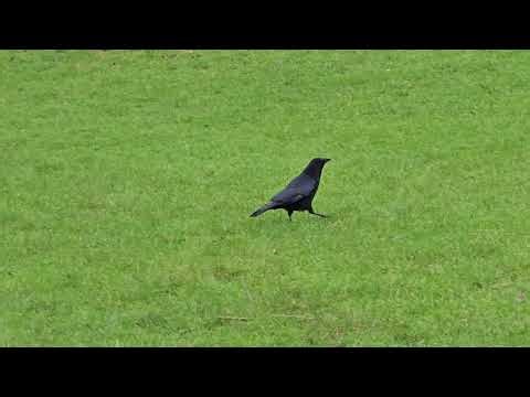 Kraai bij De Florisvijver Groningen