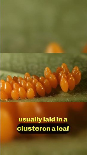 Ladybug Life Cycle From Larva to Beauty