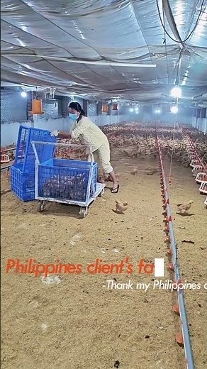 🐔 Philippines Poultry Farm 100–10,000 Chickens: How To Choose Poultry Farm Equipment