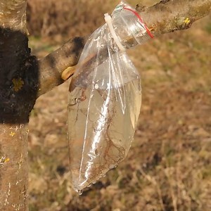 12M views · 51K reactions | Fruit Tree Grafting | MetDaan DIY | Facebook