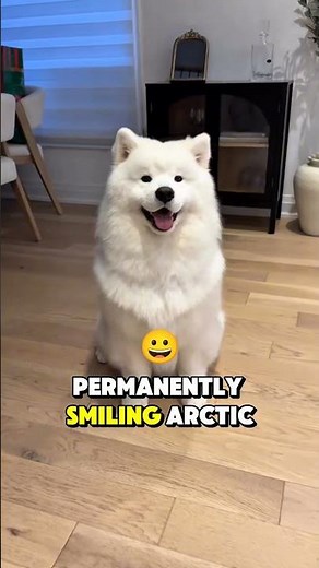 Top 5 Cutest Fluffy Dog Breeds in the World (Number 1 Looks Like a Stuffed Toy 🐶)