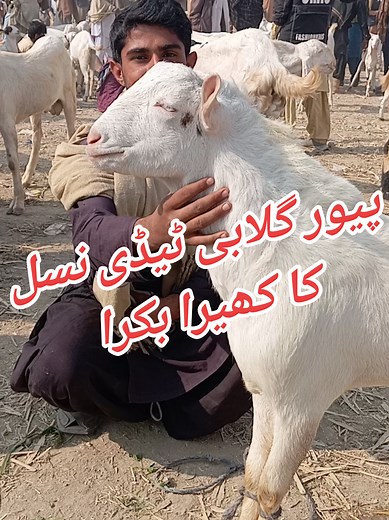 ماشاءاللّٰہ بہت ہی خوبصورت پیور گلابی ٹیڈی نسل کا بکرا 🥰❣️🥰#viralvideo #pakistan #foryou