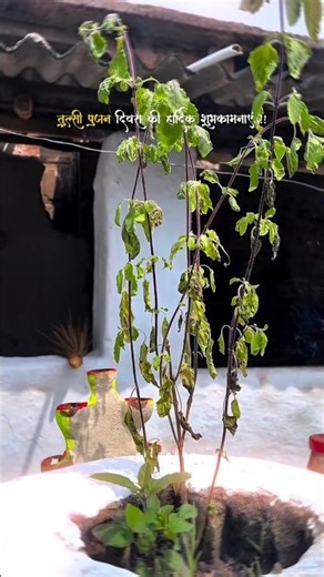 तुलसी पूजन दिवस 🌸✨ . . . #instagram #viral #like #reels #explore #explorepage #tulsipuja #trending