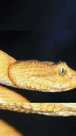 The Invisible Snake of Mexico (You Might Never See It)
