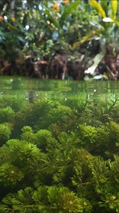 All the species that I found in this river in Thailand! 1. Dwarf Tiger Barb (Puntigrus partipentazona) 2. Limnophila Sessiliflora or Limnophila Aquatica 3. Lambchop Rasbora (Trigonostigma espei) 4. Queen danio (Devario regina) 5. Isopod (maybe Alitropus typus) 6. Cryptocoryne cordata 7. Sidestripe rasbora (Rasbora paviana) 8. Hard-lipped Barb (Osteochilus vittatus) 9. Waterthyme (Hydrilla verticillata) 10. Spanner barb (Barbodes lateristriga) | ri.arw