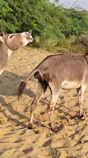 Amazing video please watch full video and subscribe channel please #india#usa#reels#animals#donkeys