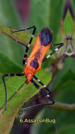 Top 10 Deadliest Insects in the World 🐜☠️ #shorts #insects