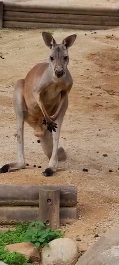 Kangaroo poops cutely in a special position using large muscles #kangaroopoop