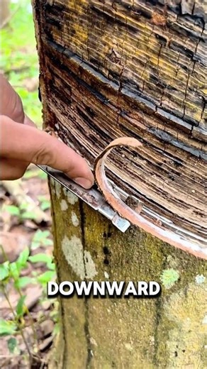 This TREE Gives You A Perfect Sleep