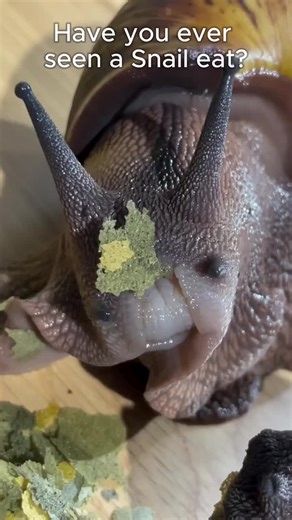 Fascinating Snail Eating Behavior: Nature's Oddity