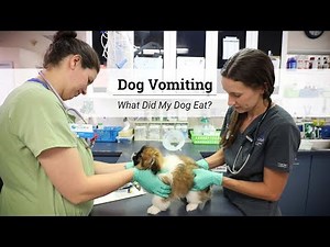 Dog Vomiting - What Did My Dog Eat?