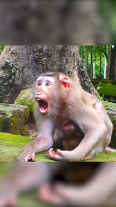 23 reactions | Oh my baby monkey | Monkey Magic | Facebook