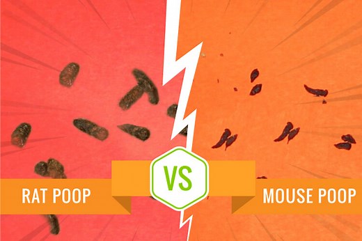 5 Honest Difference Between Mouse Poop and Rat Poop with Similarities - Animal Differences