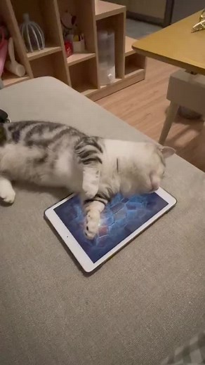 146K views · 3.6K reactions | When my alarm clock yells at me | Meowed | Facebook