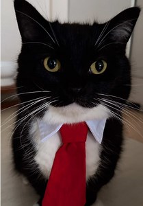 Maxwell the Cat: Meet the Coolest Cat on TikTok