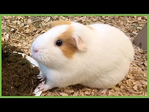"Cake" for guinea pigs
