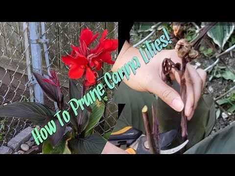 How To Prune Canna Lilies!