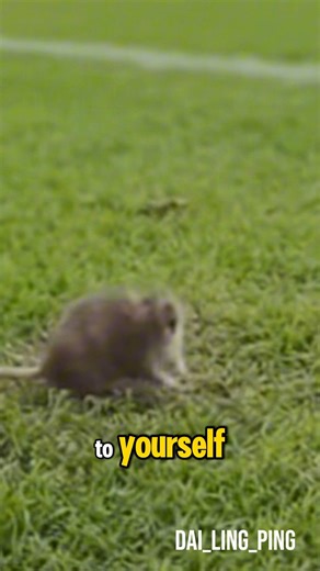Rat invades pitch in Cardiff stadium. #rat #football #cardiff #cardiffrat #wales | Dai Ling Ping