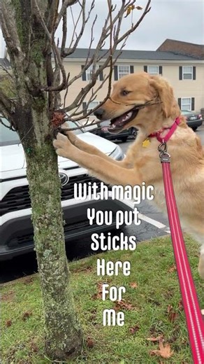 Teddy and The Stick Tree #goldenretriever #puppy