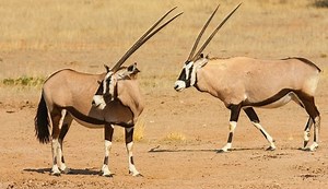 Gemsbok - Alchetron, The Free Social Encyclopedia