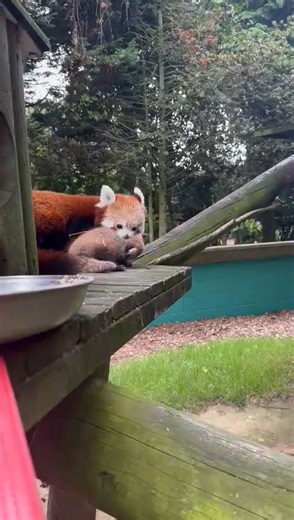 RAW VIDEO: Banham Zoo in East Anglia has had an incredibly adorable double arrival - red panda twins! 2/2