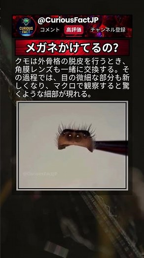 普段は絶対見えないクモの構造