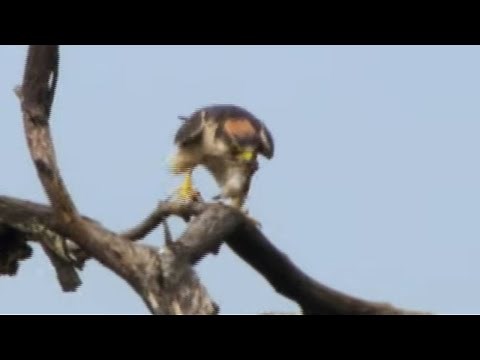 Quelea Mega-Flock Hunted by Falcon | Superswarm | BBC Earth