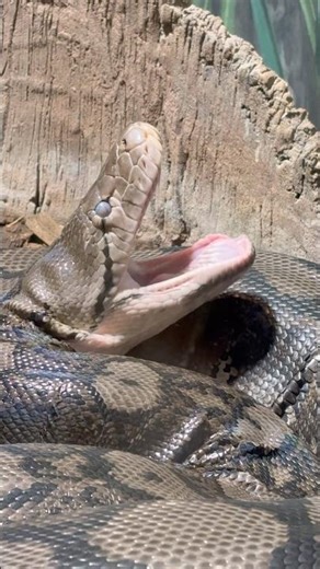 African Ball Python stretching their mouth. #snake