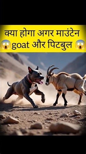 CAN A PITBULL TAKE DOWN CLIF -JUMPING IBEX? #facts #pitbulldog #vs #moutaingoat #ytviral #shorts