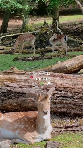 tap for the ultimate guide for visiting aarhus 🇩🇰 save for future planning 😇 a little late to