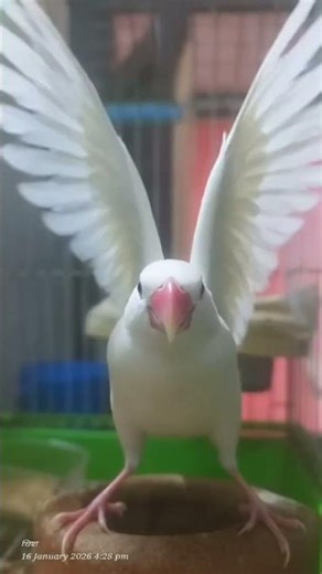 🥳😍happy dancing 💃 😍🥳