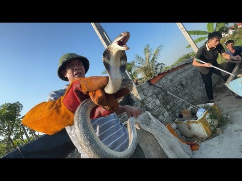 A dangerous snake nest was discovered inside a resident's home, causing widespread panic.