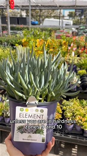 24 reactions | Unlocking gardening wisdom!  Dive into Tip No. 2 from the Walmart series, delving into the magic of zone hardiness for plants. Discover how understanding zones transforms your green space!  . . #GardeningTips #ZoneHardiness #plants #succulents #plantdecor #walmartplants #walmart #elementplants #indoorplants #houseplants #outdoorplants #plantcollection #plantdeals #succulentdisplay #succulents #cactus #walmartfinds #plantcare | Element Plants | Facebook