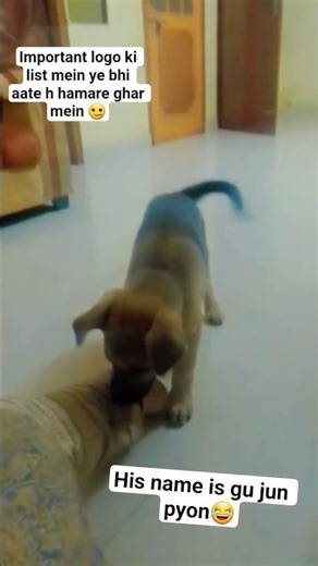 aapke dog ka kya naam h #dogloverdog #dogshorts #viral #video #love #like #shwetayadav #adorabledog