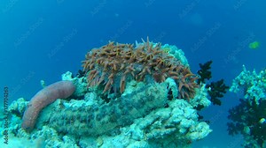 pineapple sea cucumber and Pearsonothuria graeffei on the coral reef - Indian Ocean, Maldives