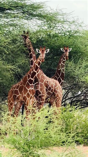 Gorilla Strength - Alpha Fitness Insights