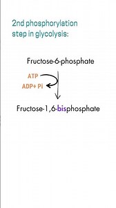 Fructose-1,6-biphosphaste...?