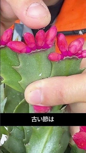 Remove the nodes after the flowers have finished blooming! A method to double the amount of flowe...