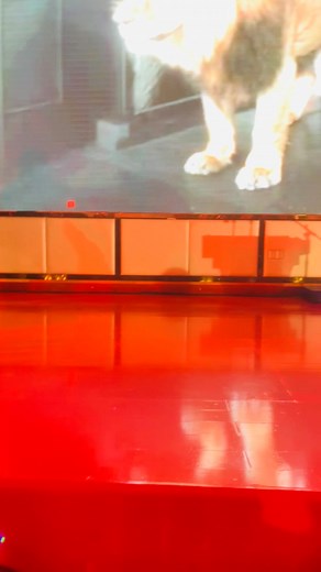 231K views · 15K reactions | Thanks pela oportunidade de fazer parte do album Mr.Bow | Classic Nova Official | Facebook