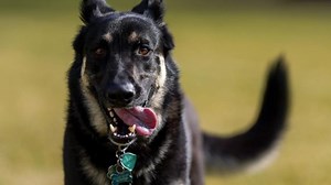 President Biden’s dog Major involved in second biting incident