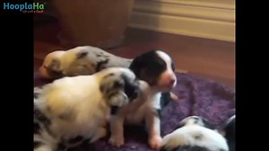 Tis the season for the sniffles. | Dog Lovers by GreaterGood