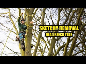 Arborist POV – Sketchy Dead Beech Tree Removal | Full Job Start to Finish