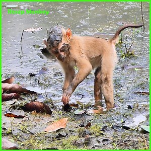 So pitiful!! Baby monkey get stuck in mud!! Look so pity! | RESEP Monkey