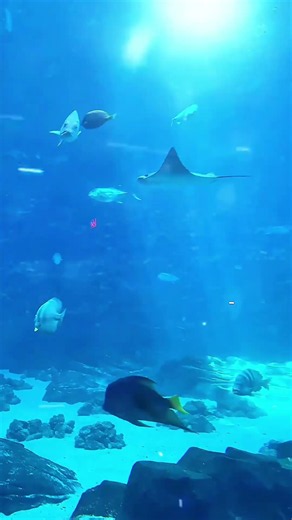 Majesty of the Deep: Inside the Vibrant Coral Kingdom. #ocean