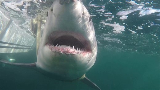 Up close and scary: Juvenile great white shark emerges off coast after winter migration