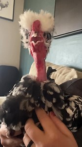 When Godzilla meets chicken #godzilka #silkie #chickens | Kara’s chicken coop