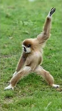 Cute monkey break dance funny movement #cuteanimals #cutemonkey #monkey #monkeyshort #viralshort