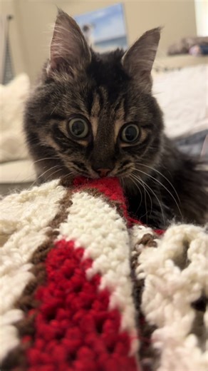 Ivar ASMR: The Enchanting Sounds of Cats