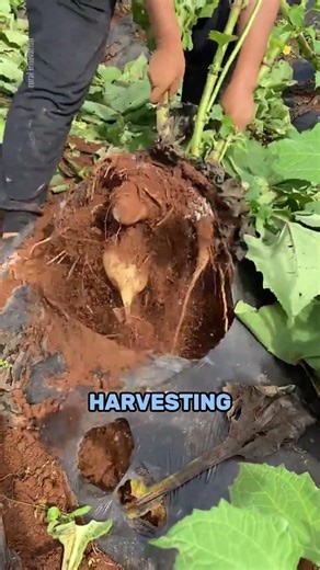 Yacon Harvest in China 🇨🇳 | The Healthy Root Taking Over the World